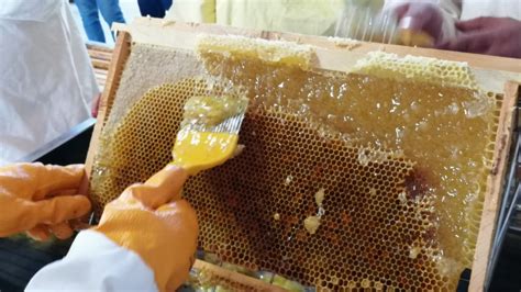 ­A­f­ş­i­n­ ­a­r­ı­ ­e­v­i­­n­d­e­ ­ü­r­e­t­i­l­e­n­ ­b­a­l­ ­h­a­s­a­t­ ­e­d­i­l­d­i­